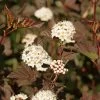 Physocarpus Opulifolius Perspektiva