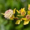 Physocarpus Opulifolius Tiny Wine Gold 2 Physocarpus Opulifolius Tiny Wine Gold -Promesse de Fleurs Magasin Physocarpus opulifolius Tiny Wine Gold copyright 1007661 1