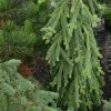 Picea Abies Frohburg - Epicea Pleureur 2 Picea Abies Frohburg - Epicea Pleureur -Promesse de Fleurs Magasin Picea abies Frohburg 0675002 1