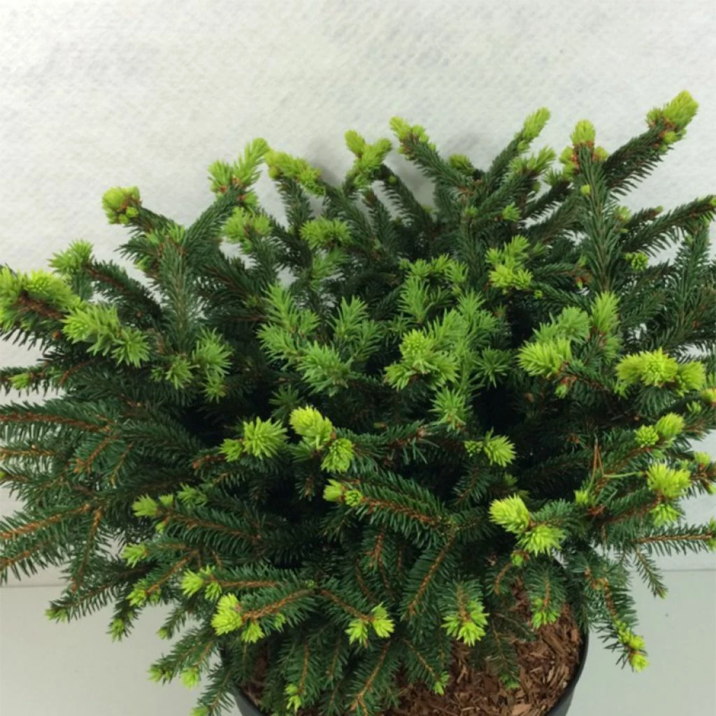 Epicea Commun - Picea Abies Hana Subutus 3 Epicea Commun - Picea Abies Hana Subutus