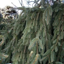 Épicéa Pleureur - Picea Abies Inversa