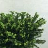 Epicea Commun - Picea Abies Maxwellii -Promesse de Fleurs Magasin Picea abies Maxwellii 679002 1