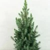 Epinette Blanche - Picea Glauca Conica Blue -Promesse de Fleurs Magasin Picea glauca Conica Blue 0684002 1