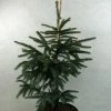 Epinette Noire - Picea Mariana Aurea -Promesse de Fleurs Magasin Picea mariana Aurea 695002 1