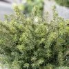 Epicea De Serbie - Picea Omorika Karel -Promesse de Fleurs Magasin Picea omorika Karel 0699002 1