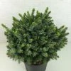 Epicea De Serbie - Picea Omorika Morava 2 Epicea De Serbie - Picea Omorika Morava -Promesse de Fleurs Magasin Picea omorika Morava 701002 1