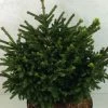 Picea Orientalis Barnes - Sapinette D'Orient 1 Picea Orientalis Barnes - Sapinette D'Orient -Promesse de Fleurs Magasin Picea orientalis Barnes 704002 1