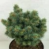 Picea Pungens Brynek - Epicea Bleu -Promesse de Fleurs Magasin Picea pungens Brynek 709002 1