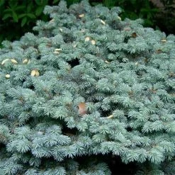Epicea Bleu - Picea Pungens Glauca Globosa