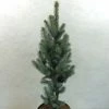 Epicea Bleu - Picea Pungens Iseli Fastigiate -Promesse de Fleurs Magasin Picea pungens Iseli Fastigiate 0711002 1