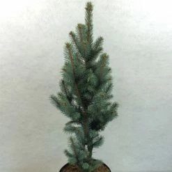 Epicea Bleu - Picea Pungens Iseli Fastigiate