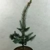 Picea Pungens Iseli Foxtail - Epicea Bleu -Promesse de Fleurs Magasin Picea pungens Iseli Foxtail 712002 1