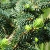 Epicea Bleu - Picea Pungens Sonia -Promesse de Fleurs Magasin Picea pungens Sonia C 715002 1