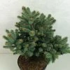 Epicea Bleu - Picea Pungens Thuem 1 Epicea Bleu - Picea Pungens Thuem -Promesse de Fleurs Magasin Picea pungens Thuem 716002 1
