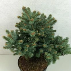 Epicea Bleu - Picea Pungens Thuem
