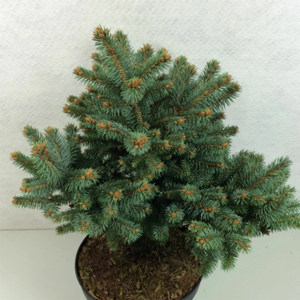 Epicea Bleu - Picea Pungens Thuem 3 Epicea Bleu - Picea Pungens Thuem