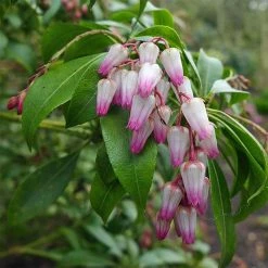 Andromède Du Japon - Pieris Japonica Christmas Cheer