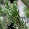 Pin - Pinus Flexilis Vanderwolf's Pyramid 1 Pin - Pinus Flexilis Vanderwolf's Pyramid -Promesse de Fleurs Magasin Pin Pinus flexilis Vanderwolf s Pyramid IF 1007822 1