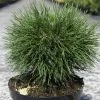 Pin De Montagne - Pinus Mugo Varella 1 Pin De Montagne - Pinus Mugo Varella -Promesse de Fleurs Magasin Pin de montagne Pinus mugo Varella IF 1007922 1