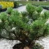 Pin De Montagne - Pinus Mugo Carsten's Wintergold -Promesse de Fleurs Magasin Pin de montagne pinus mugo Carsten s Wintergold IF 1007872 1