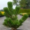 Pin Noir - Pinus Nigra Oregon Green -Promesse de Fleurs Magasin Pin noir Pinus nigra Oregon Green IF 1001662 1