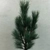 Pin Cembro Nain - Pinus Cembra Compacta Glauca 1 Pin Cembro Nain - Pinus Cembra Compacta Glauca -Promesse de Fleurs Magasin Pinus cembra Compacta Glauca 721002 1