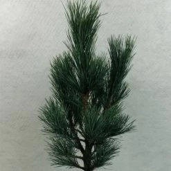 Pin Cembro Nain - Pinus Cembra Compacta Glauca