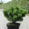 Pin De Montagne - Pinus Mugo Gnom -Promesse de Fleurs Magasin Pinus mugo Gnom Pin de montagne IF 1001642 1