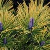 Pinus Mugo Golden Glow - Pin De Montagne 2 Pinus Mugo Golden Glow - Pin De Montagne -Promesse de Fleurs Magasin Pinus mugo Golden Glow 726002 1