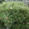 Pinus Nigra Agnes Brégeon - Pin Noir -Promesse de Fleurs Magasin Pinus nigra Agnes Bregeon Pin noir V 1007931 1