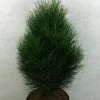 Pinus Nigra Green Tower - Pin Noir -Promesse de Fleurs Magasin Pinus nigra Green Tower 733002 1