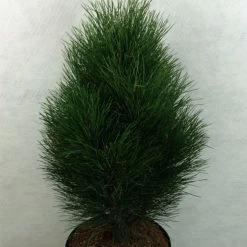 Pinus Nigra Green Tower - Pin Noir