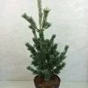 Pinus Parviflora Azumi Goye - Pin Blanc Du Japon 1 Pinus Parviflora Azumi Goye - Pin Blanc Du Japon -Promesse de Fleurs Magasin Pinus parviflora Azumi Goye 736002 1