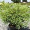 Pinus Strobus Minima - Pin De Weymouth 2 Pinus Strobus Minima - Pin De Weymouth -Promesse de Fleurs Magasin Pinus strobus Minima 88965 1