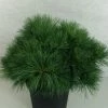 Pin De Weymouth - Pinus Strobus Ontario -Promesse de Fleurs Magasin Pinus strobus Ontario 747002 1