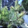 Pin Sylvestre Nain - Pinus Sylvestris Doone Valley 1 Pin Sylvestre Nain - Pinus Sylvestris Doone Valley -Promesse de Fleurs Magasin Pinus sylvestris Doone Valley 0751002 1