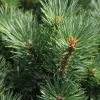 Pinus Sylvestris Watereri - Pin Sylvestre -Promesse de Fleurs Magasin Pinus sylvestris Watereri 84210 1