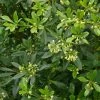 Pittosporum Heterophyllum - Oranger De Chine -Promesse de Fleurs Magasin Pittosporum heterophyllum 83439 1