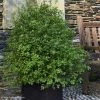 Pittosporum Tenuifolium Emerald Dome 2 Pittosporum Tenuifolium Emerald Dome -Promesse de Fleurs Magasin Pittosporum tenuifolium Emerald Dome 82801 1 1