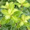Pittosporum Tenuifolium Gold Star -Promesse de Fleurs Magasin Pittosporum tenuifolium Gold Star 100800 1
