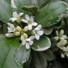 Pittosporum Tobira Variegatum -Promesse de Fleurs Magasin Pittosporum tobira Variegatum 8897011 1