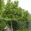 Platanus Acerifolia Alphen's Globe - Platane Boule 2 Platanus Acerifolia Alphen's Globe - Platane Boule -Promesse de Fleurs Magasin Platanus acerifolia Alphen s Globe 87309 1