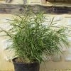 Pleioblastus Linearis - Bambou Moyen 2/3L 1 Pleioblastus Linearis - Bambou Moyen 2/3L -Promesse de Fleurs Magasin Pleioblastus linearis 84921 1