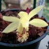 Pleione Forrestii -Promesse de Fleurs Magasin Pleione forestii 1178 1