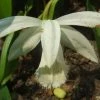 Pleione Formosana Alba -Promesse de Fleurs Magasin Pleione formosana alba 1130 1