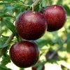 Pluot Purple Candy - Prunus Pluot -Promesse de Fleurs Magasin PluotPurple Candy 79221 1