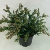 Podocarpus Lawrencii Blue Gem 2 Podocarpus Lawrencii Blue Gem -Promesse de Fleurs Magasin Podocarpus lawrencii Blue Gem 755002 1