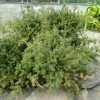 Podocarpus Des Neiges - Podocarpus Nivalis -Promesse de Fleurs Magasin Podocarpus nivalis 0757002 1