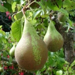 Poirier Conférence - Palmette Simple U