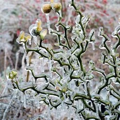 Poncirus Trifoliata Flying Dragon - Citronnier Tortueux
